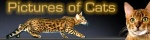 Pictures-of-Cats.org logo
