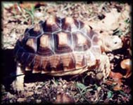 Sandy @ 1 1/2 years old.